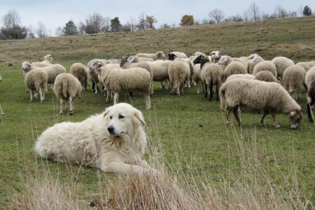 Choosing the Best Farm Dog for Your Needs Image